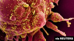 Grafički prikaz ćelije (crvna) napadnute koronavirusom (žute boje) 