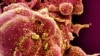 The Infodemic: Was the Coronavirus Man-made?