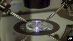 FILE - An embryologist works on a petri dish at the Create Health fertility clinic in south London, Thursday, Aug. 14, 2013. (AP Photo/Sang Tan, File)