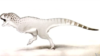 'African' Dinosaur Discovered in Morocco