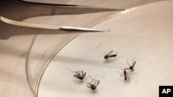 FILE - Mosquitos are sorted at the Dallas County mosquito lab in Dallas, Texas, Aug. 16, 2012. U.S. Health officials say there's been an alarming increase in the number of West Nile cases. 