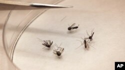 Los funcionarios instaron a los residentes de Florida evitar las picaduras de mosquitos, pero dijeron que no había motivo de alarma.