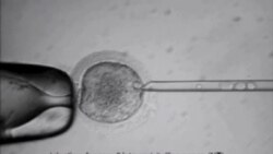 Células madre por primera vez