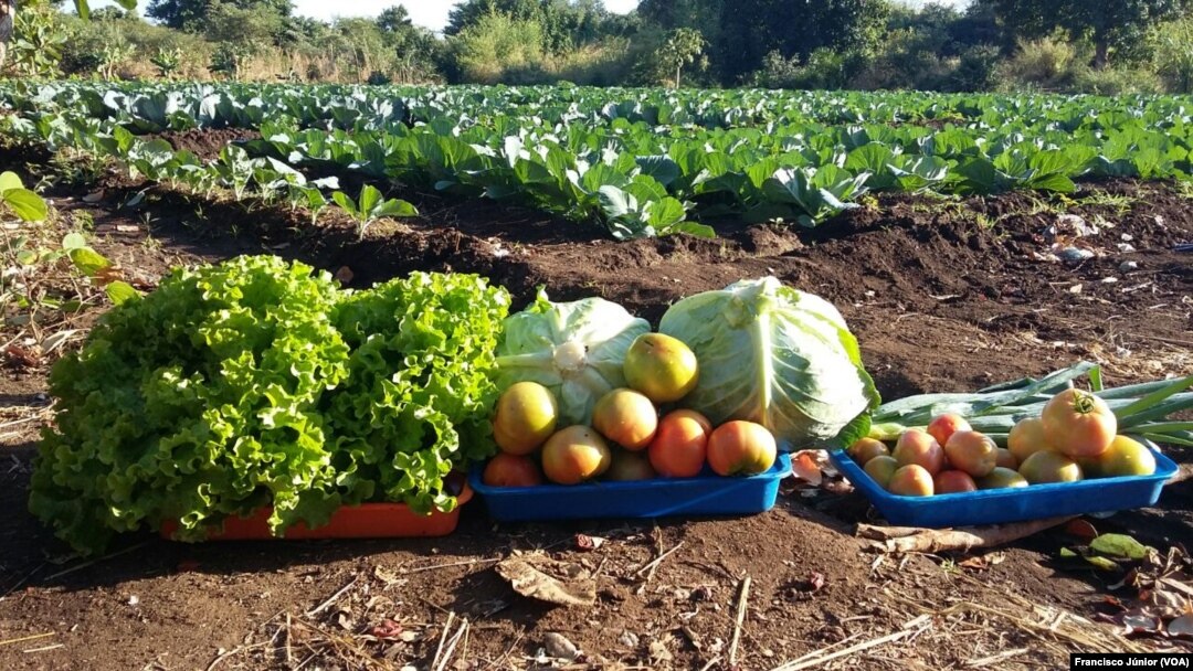 Fundo Soberano poderá impulsionar a agriculra, dizem economistas. Campo agrícola, Tete, Moçambique. 