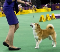 FILE - A Shiba Inu is shown in the ring at the 140th Westminster Kennel Club dog show, at Madison Square Garden in New York, Feb. 15, 2016.