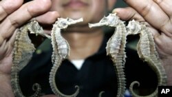 Thailand Saving Species Seahorses: FILE - In this March 16, 2007 file photo, a Thai customs official shows confiscated seahorses during a press conference in Bangkok. Thailand, the biggest exporter of seahorses, is suspending trade in the animal because of concern about threats to its wild population. 