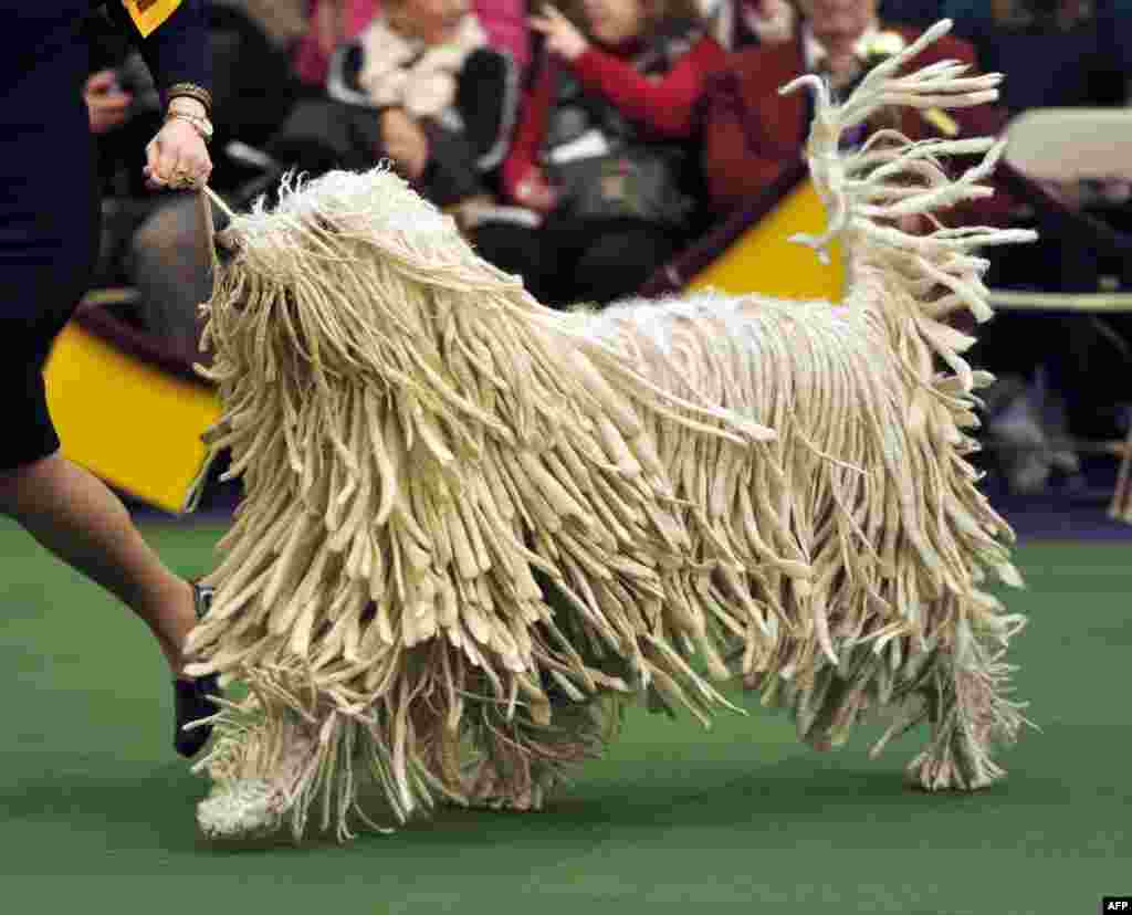 
Một con chó giống Komondor được dắt vào khu vực ban giám khảo trong ngày thứ hai của hội thi chó thường niên Westminster Kennel Club Dog Show lần thứ 138 tại thành phố New York, Mỹ.