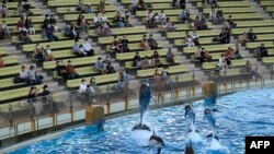 Visitors watch a dolphin show at the Hakkeijima Sea Paradise theme park, which was reopened June 1 after about two months, in Yokohama on June 2, 2020, amid concerns over the spread of the COVID-19 coronavirus. 