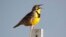 Hearing different types of birdsong may make you happier. Here, a western meadowlark sings in the Rocky Mountain Arsenal National Wildlife Refuge in Commerce City, Colorado, April 14, 2019. (AP file photo) 
