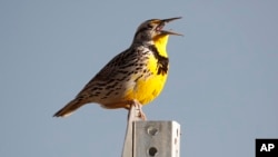 FILE - A western meadowlark sings in the Rocky Mountain Arsenal National Wildlife Refuge in Commerce City, Colo., April 14, 2019. 