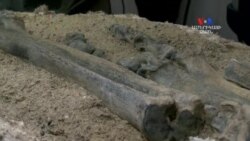 SHORT VIDEO: 7 միլիոն տարեկան հսկա ուղտի կմաղքը