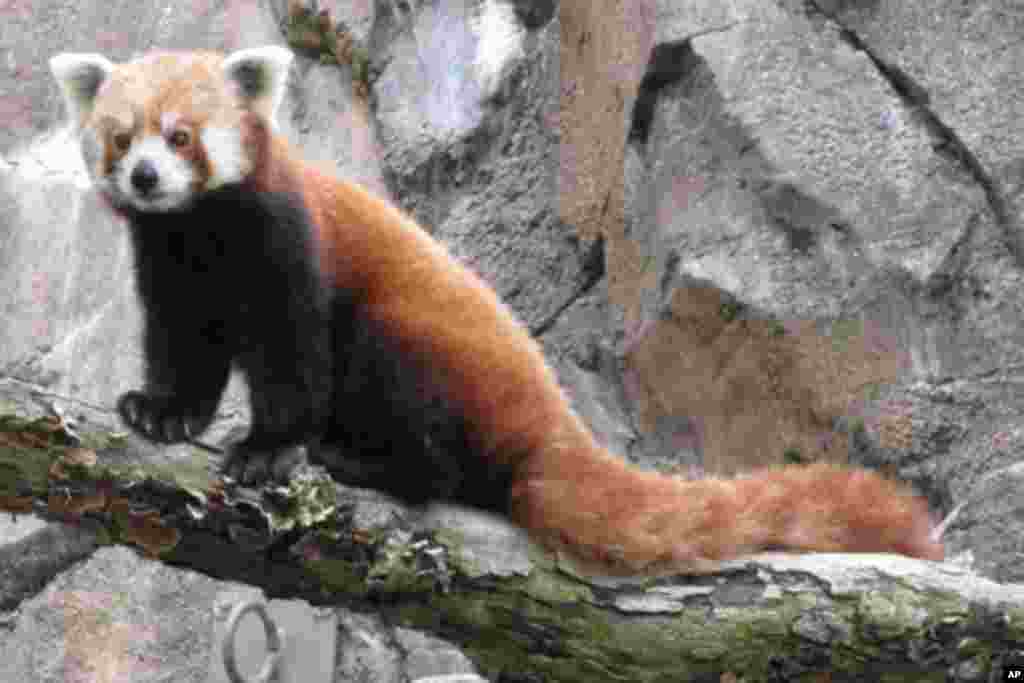Red pandas are prey to hunters who sell their rich, soft pelts. Some scientists fear the red panda is even more endangered than the giant panda in China. (VOA - S. Logue Koster)