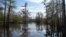 At Big Thicket National Preserve in southeastern Texas, one of the first national preserves in the U.S., visitors can take a boat ride through a cypress tupelo swamp. 
