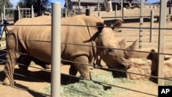 Victoria, a pregnant southern white rhino, is seen at the San Diego Zoo Safari Park in Escondido, Calif., May 17, 2018. 