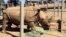 Victoria, a pregnant southern white rhino, is seen at the San Diego Zoo Safari Park in Escondido, Calif., May 17, 2018. 