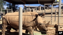 Victoria, seekor badak putih selatan yang sedang hamil, terlihat di Taman Safari Kebun Binatang San Diego di Escondido, California, 17 Mei 2018, sebagai ilustrasi. (Foto: AP)