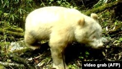 A rare all-white panda has been caught on camera while trekking through the forest mid-April in southwestern Sichuan province, China.