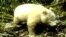A rare all-white panda has been caught on camera while trekking through the forest mid-April in southwestern Sichuan province, China.