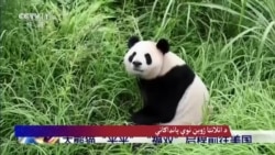 د اتلانټا ژوبڼ نوې پانډاګانې
