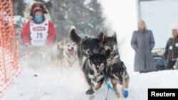 Dogs from Zoya DeNure's team tear down the embankment leading to the Chena River for the official start of the 2015 Iditarod Trail Sled Dog race in Fairbanks, Alaska, March 9, 2015.