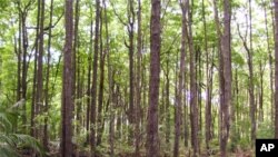 A tall mangrove forest on the island of Borneo. Mangroves often reside on thick sediment layers rich in organic matter, resulting in carbon storage exceeding most tropical forests.