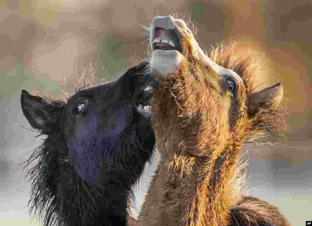 Icelandic horses play at a stud farm in Wehrheim near Frankfurt, Germany, as the sun rises early Friday, Nov. 6, 2020. (AP Photo/Michael Probst)