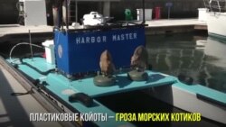 Койоты против морских львов