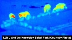 False-color, thermal-infrared image of a group of rhinos taken from drone video footage at Knowsley Safari Park in Merseyside, England. 