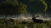 A Stag in rut bellows in early morning mist Bushy Park southwest London, Saturday, Sept. 28, 2024. (AP Photo/Alastair Grant)