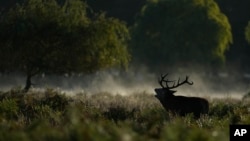 A Stag in rut bellows in early morning mist Bushy Park southwest London, Saturday, Sept. 28, 2024. (AP Photo/Alastair Grant)