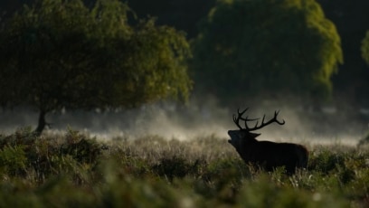 Too Many Deer Live in England's Forests