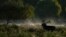 A Stag in rut bellows in early morning mist Bushy Park southwest London, Saturday, Sept. 28, 2024. (AP Photo/Alastair Grant)