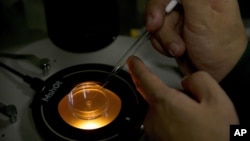 FILE - A scientist deposits an embryo into a microplate after injecting it with Cas9 protein and PCSK9 sgRNA in a laboratory in Shenzhen in southern China's Guangdong province, Oct. 9, 2018.