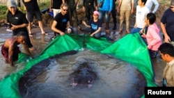 The world's biggest freshwater fish, a giant stingray, that weighs 661 pounds (300 kilograms) is pictured with International scientists, Cambodian fisheries officials and villagers at Koh Preah island in the Mekong River south of Stung Treng province, Cambodia June 14, 2022. Picture taken with a drone on June 14, 2022. Chhut Chheana/Wonder of Mekong/ Handout via REUTERS