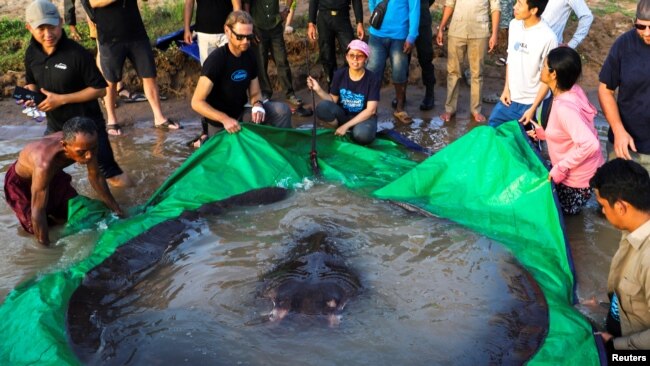 The world's biggest freshwater fish, a giant stingray, that weighs 661 pounds (300 kilograms) is pictured with International scientists, Cambodian fisheries officials and villagers at Koh Preah island in the Mekong River south of Stung Treng province, Cambodia June 14, 2022. Picture taken with a drone on June 14, 2022. Chhut Chheana/Wonder of Mekong/ Handout via REUTERS