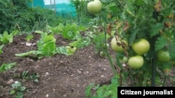 Many farmers are involved in subsistence farming in Zimbabwe.