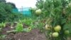 Many farmers are involved in subsistence farming in Zimbabwe despite the introduction of land reforms in 2000.