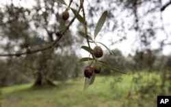 FILE - Damaged olives hang in a grove in Nerola, 50 kilometers (31 miles) from Rome, Nov. 13, 2014.