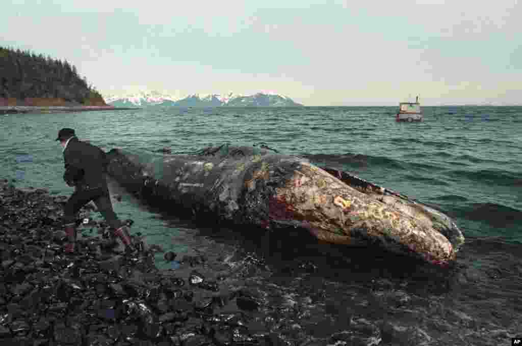 FILE - A local fisherman inspects a dead California gray whale on the northern shore of Latoucha Island, Alaska, April 9, 1989. Wildlife experts later determined that the whale died before the Exxon Valdez oil spill occurred on March 24.