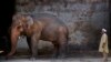Elephant's Plight Sparks Uproar in Pakistan