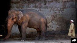 FILE In this May 31, 2016, photo Pakistani caretaker Mohammad Jalal looks at elephant Kaavan at Marghazar Zoo in Islamabad, Pakistan. The plight of Kaavan, a mentally tormented bull elephant confined to a small pen in the Islamabad Zoo for nearly three de