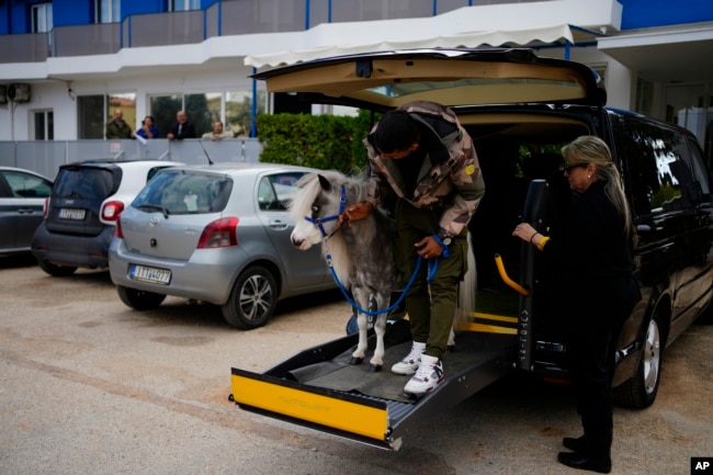 Founder of Gentle Carousel Greece Mina Karagianni, right, and stable worker Ali Hussein arrive with Homer, a miniature horse, at a psychiatric clinic for adults in Nea Makri, outside Athens, Greece, on Friday, Nov. 15, 2024. (AP Photo/Thanassis Stavrakis)