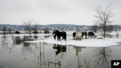 Konji na Krčedinskoj adi na Dunavu (Foto: AP/Darko Vojinović)