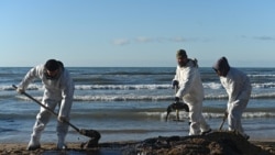 Sejumlah relawan membersihkan pantai dari pasir yang telah terkontaminasi tumpahan minyak dari Laut Hitam, di wilayah Vityazevo, Rusia, pada 20 Desember 2024. (Foto: Reuters/Sergey Pivovarov)