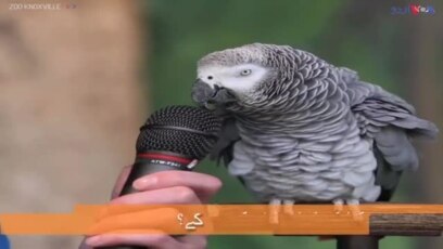 آئن اسٹائن، مختلف آوازیں نکالنے والا طوطا