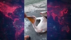 نجات و رهاسازی دو پلیکان گرفتار در نمک دریاچه ارومیه
