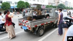 FILE - Activists intercept a truck in a Yulin dog meat market and bargain for the lives of animals on their way to slaughter, June 20, 2014.