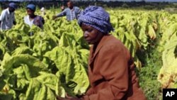 FILE: Someworkers in the farming sector in Zimbabwe