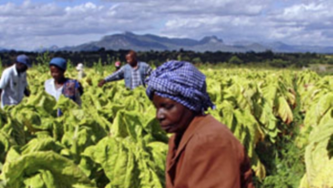 tobacco farming in zimbabwe pdf Zimbabwe Farmers Increasing Tobacco Production on Seized Land
