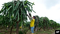 A worker prunes dragon fruit plants at La Voluntad de Dios farm in El Progreso, Ecuador, March 6, 2020.